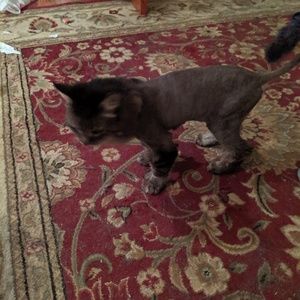 Meet your Posher, Patrick